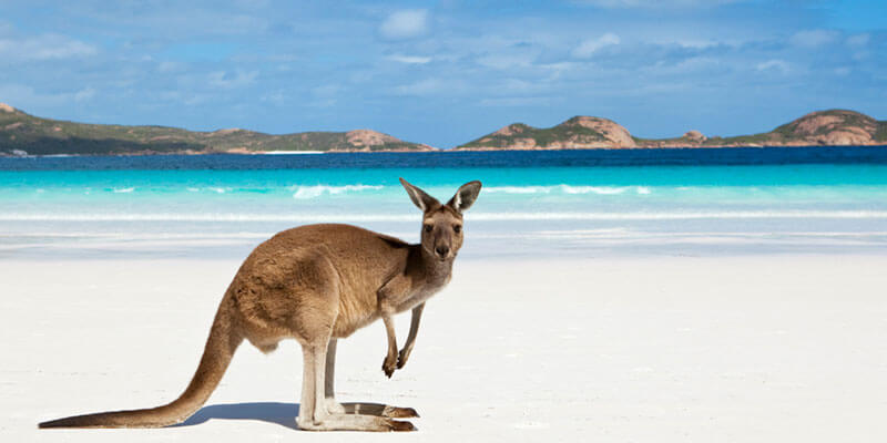 Kangaroo on beach